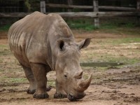 Western Plains Zoo is in Dubbo